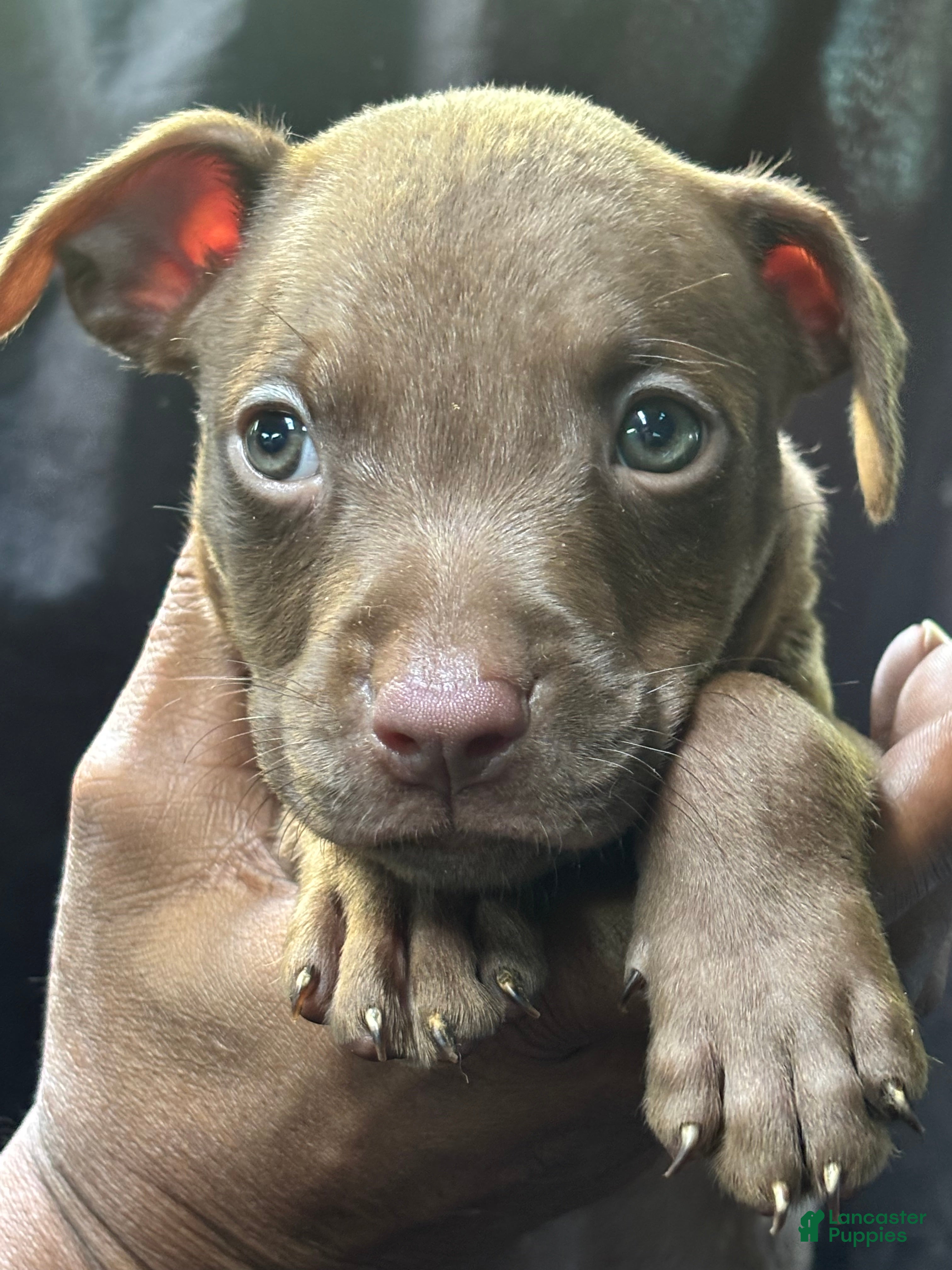 American Pit Bull Terrier dogs American Pit Bull Terrier 3 - Ad 32