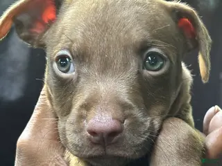 American Pit Bull Terrier dogs American Pit Bull Terrier 3 - Ad 32