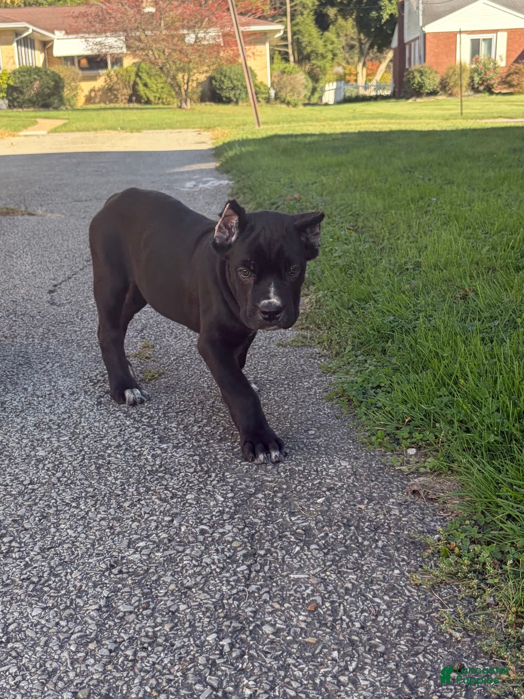 Cane Corso dogs for sale: Garcia - Ad 9