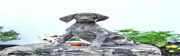 German Shorthaired Pointer dogs for sale: Mabel - Ad 3