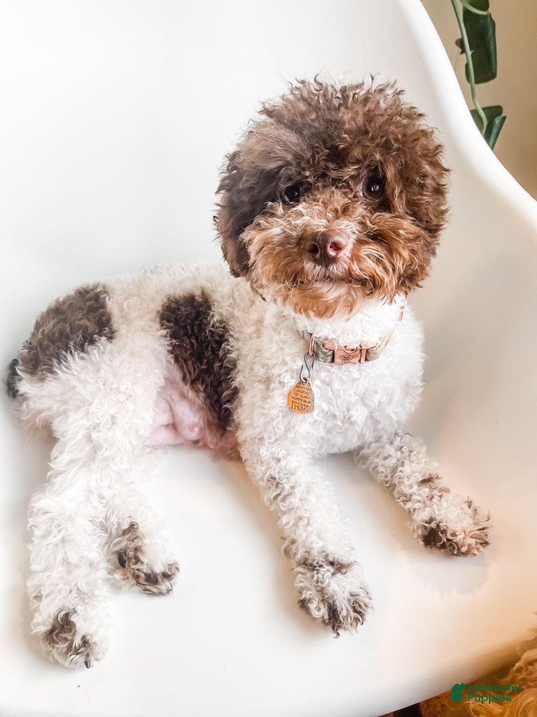 Toy Poodle dogs for sale: Jelly - Ad 4