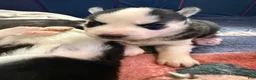 Siberian Husky dogs for sale: Princess Nyla - Ad 7