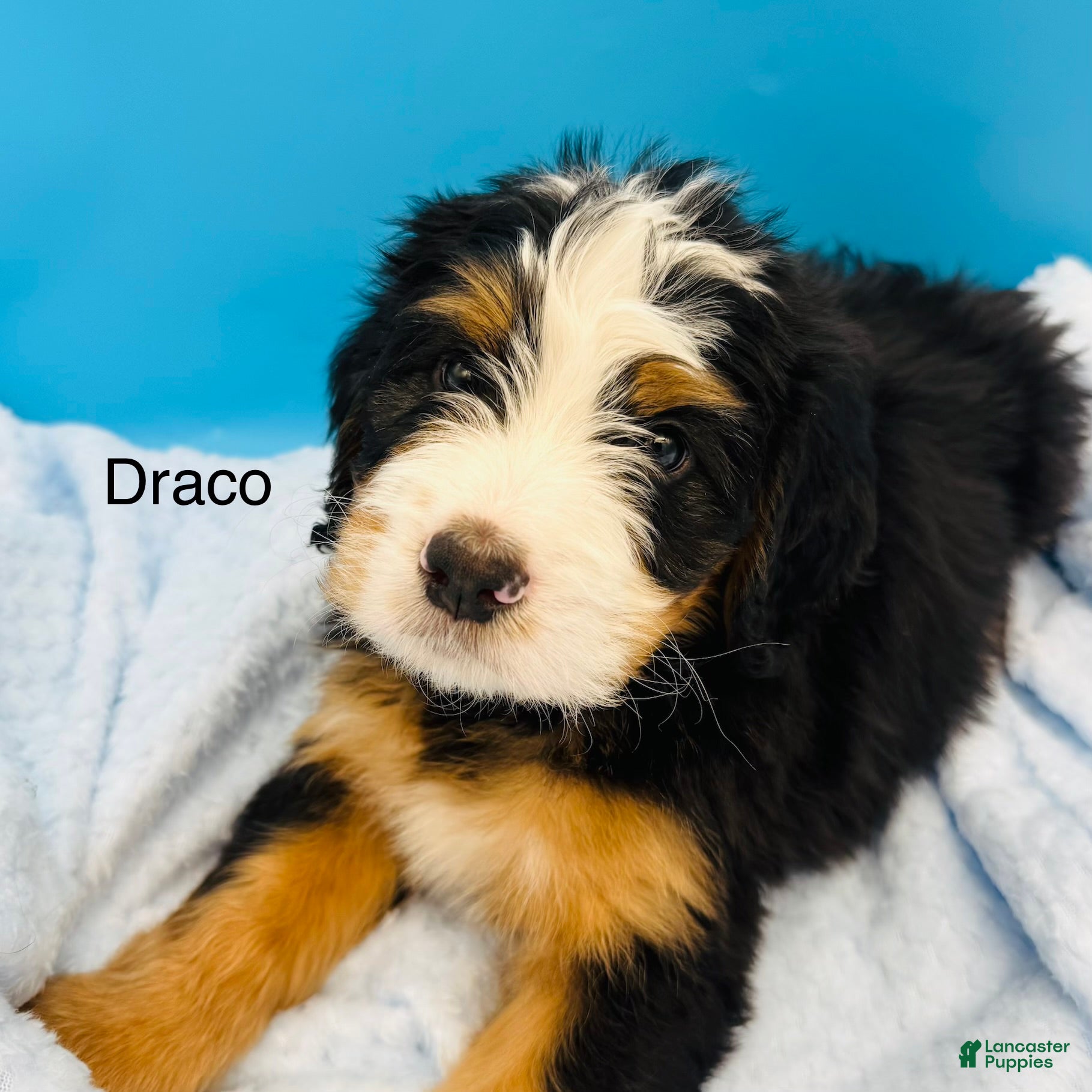 Bernedoodle dogs Bernedoodle Puppy 2 - Ad 2
