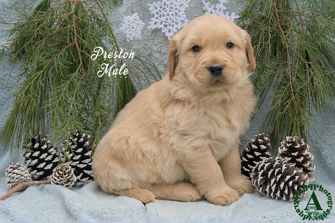 Golden Retriever dogs for sale: Preston - Ad 3