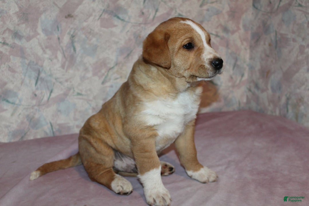 Goldador dogs for sale: Moose - Ad 3