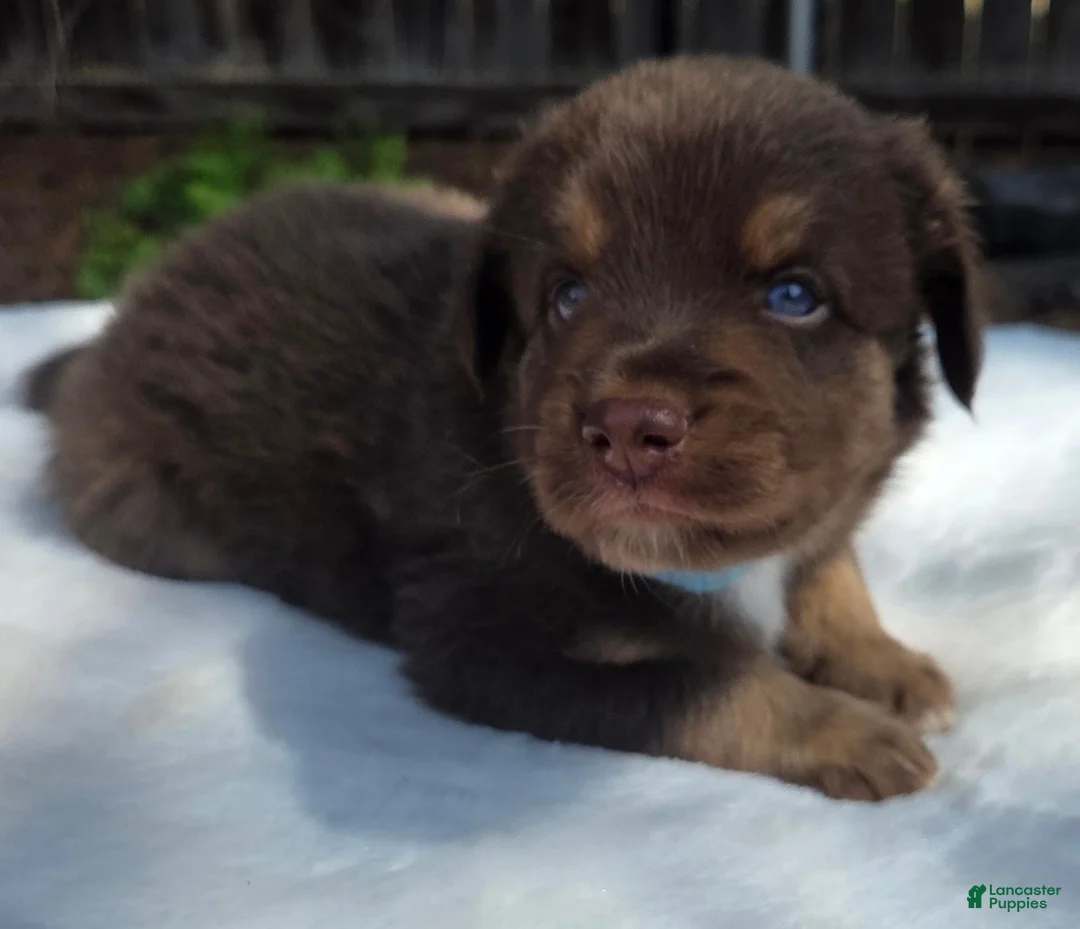 Australian Shepherd dogs for sale: Stix - Ad 2
