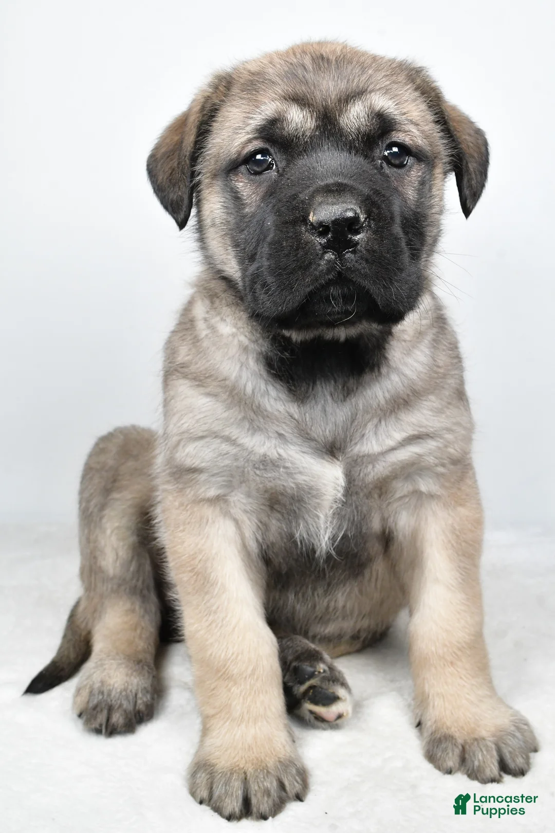 English Mastiff dogs for sale: Beauty - Ad 2