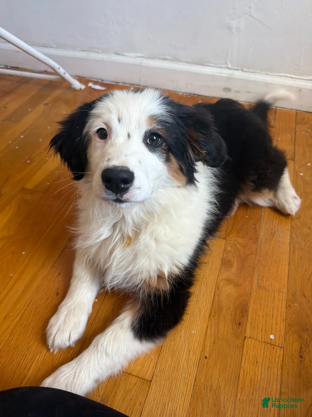 Miniature Australian Shepherd dogs for sale: Miniature Australian Shepherd Puppy 1 - Ad 2