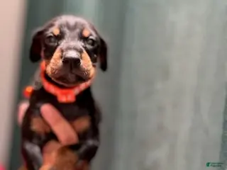 Doberman Pinscher dogs for sale: Orange Collar Male - Ad 4