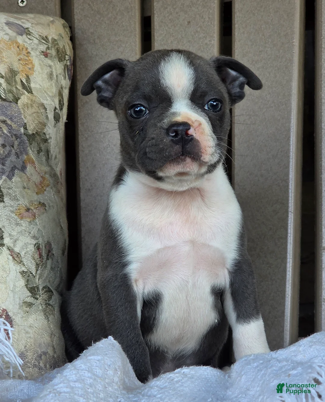 Boston Terrier dogs for sale: Riley - Ad 4