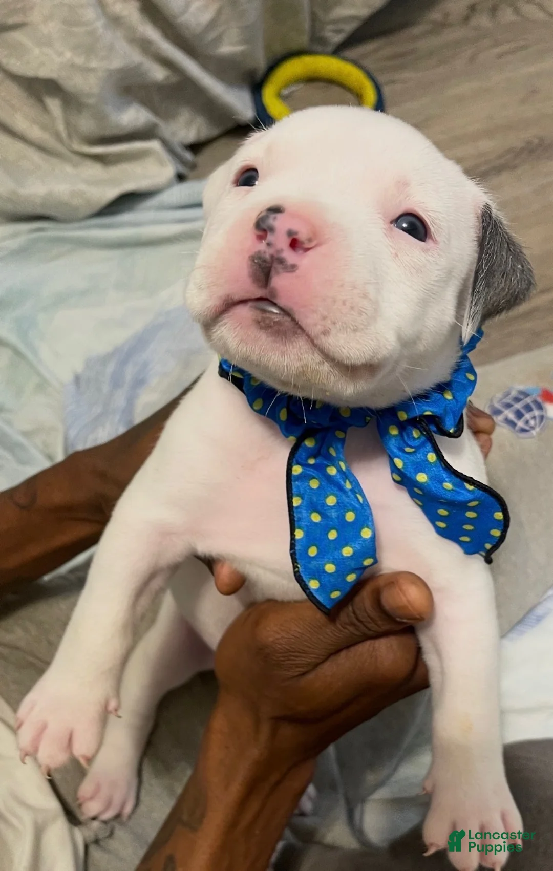 American Bully dogs for sale: American Bully 1 - Ad 2
