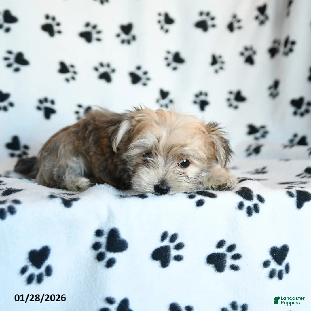 Morkie dogs for sale: Nugget - Ad 3