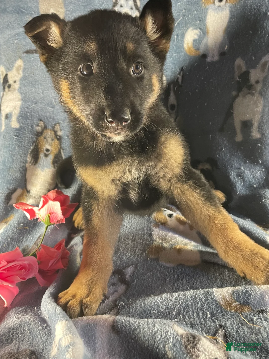 German Shepherd dogs for sale: Luna - Ad 4