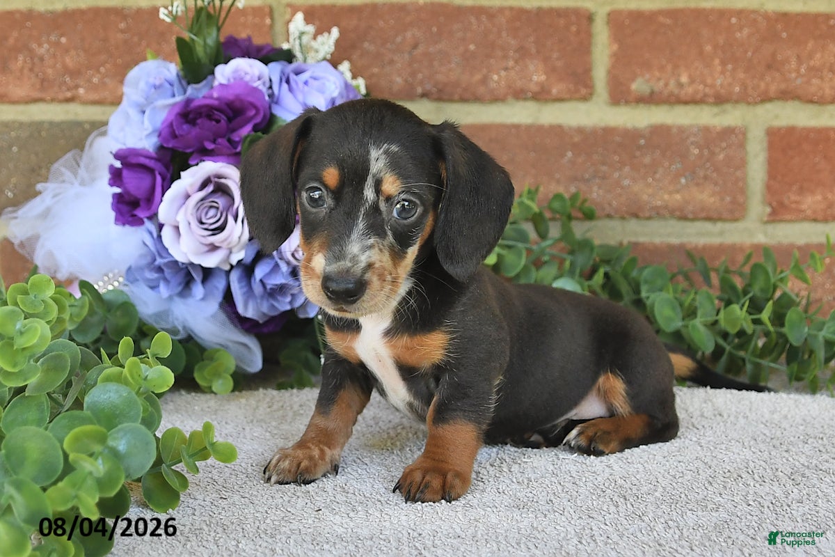 Miniature Dachshund dogs Pancho - Ad 1