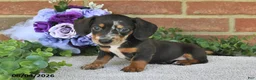 Miniature Dachshund dogs for sale: Pancho - Ad 1
