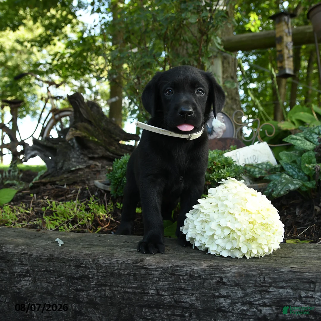 Labrador Retriever dogs for sale: Tyler - Ad 1