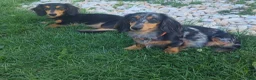 Miniature Dachshund dogs for sale: Forest - Ad 8
