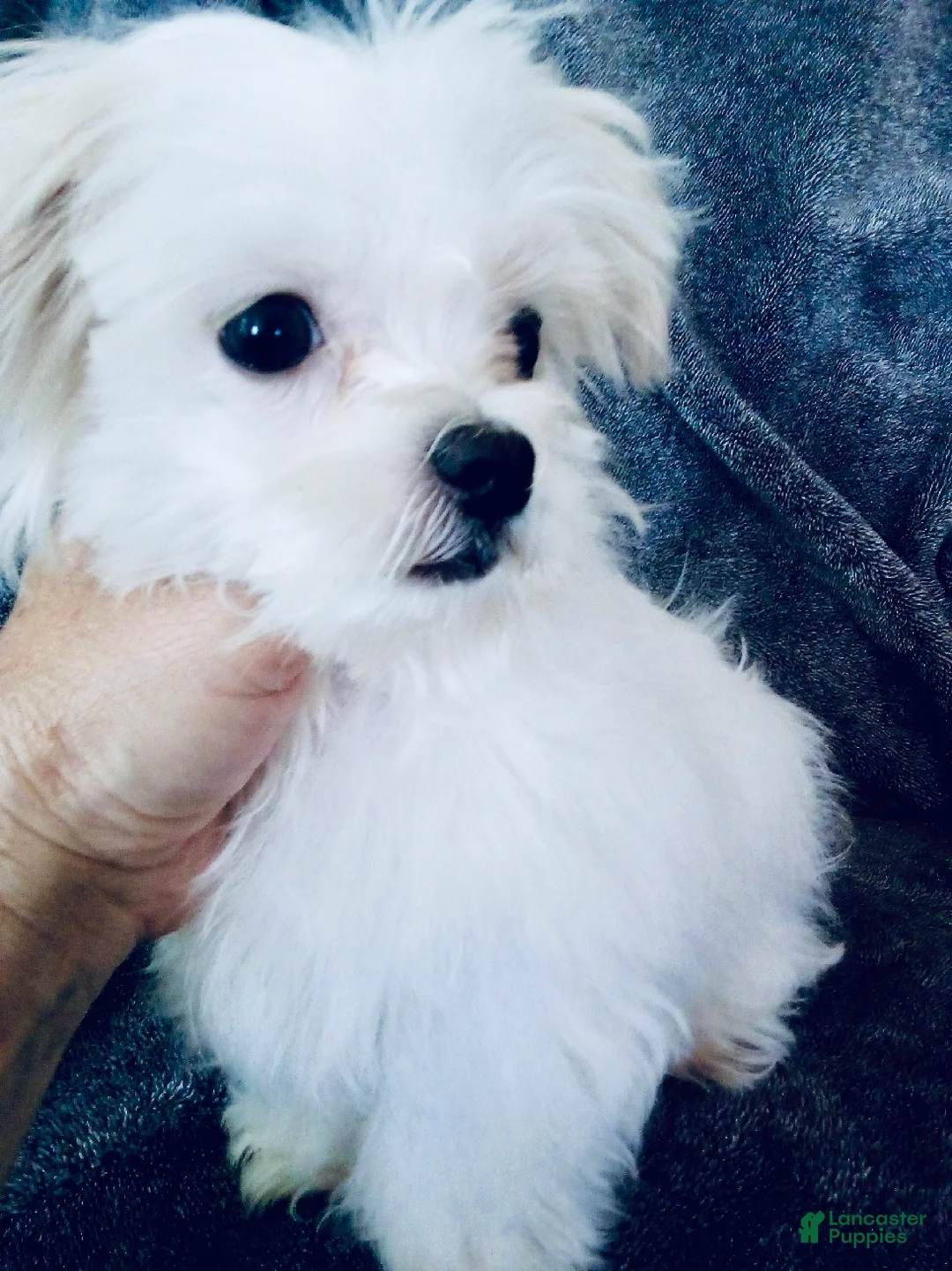 Maltese dogs for sale: Teacup Trayson - Ad 2