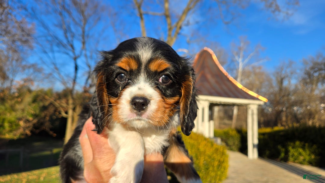 Cavalier King Charles Spaniel dogs for sale: Vivian - Ad 14