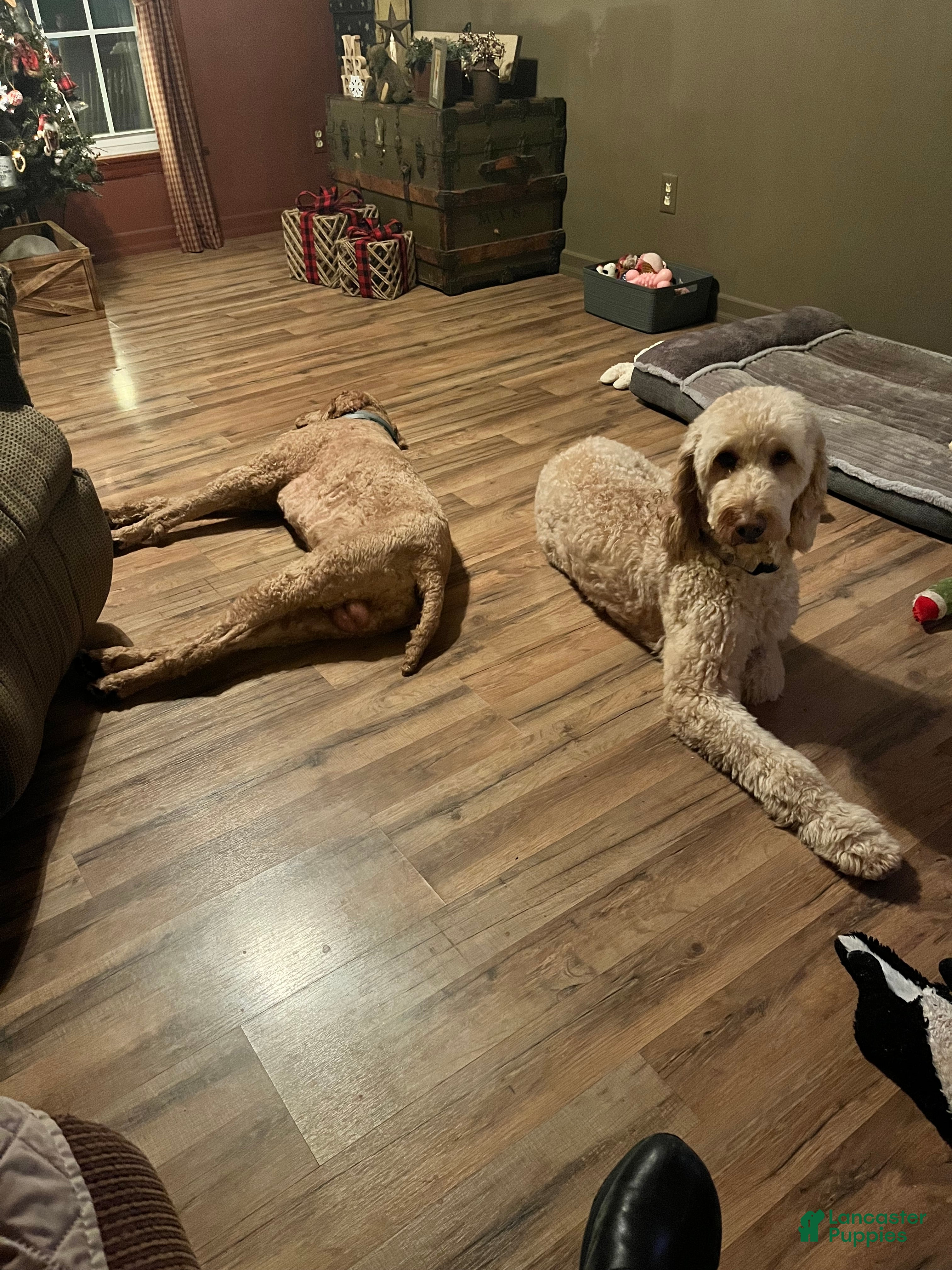 Goldendoodle dogs Goldendoodle Puppy 2 - Ad 2