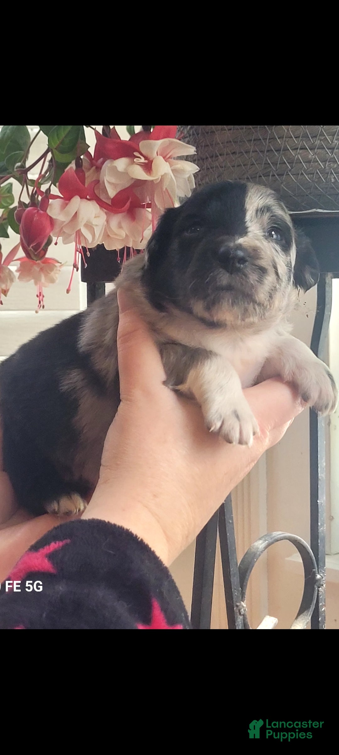 Australian Shepherd dogs Australian Shepherd Puppy 6 - Ad 41
