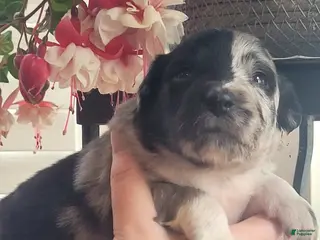 Australian Shepherd dogs Australian Shepherd Puppy 6 - Ad 26