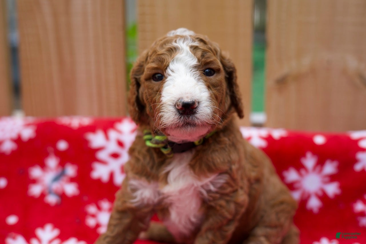 Goldendoodle dogs Gamora - Ad 1
