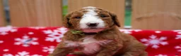 Goldendoodle dogs for sale: Gamora - Ad 1