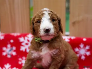 Goldendoodle dogs for sale: Gamora - Ad 1