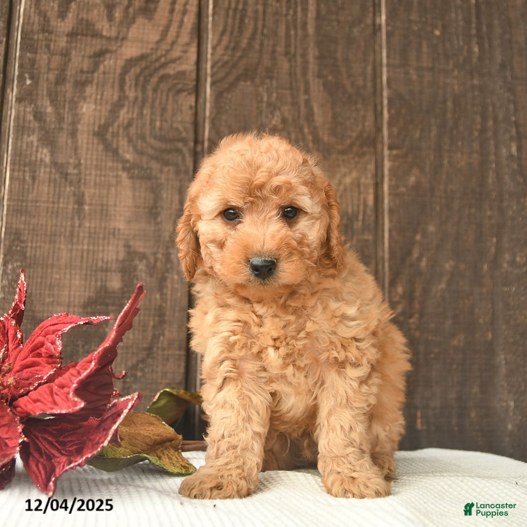 Mini Goldendoodle dogs for sale: Rudolph  - Ad 1
