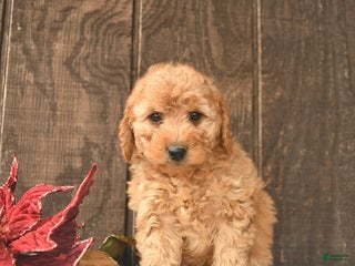 Mini Goldendoodle dogs Rudolph - Ad 36