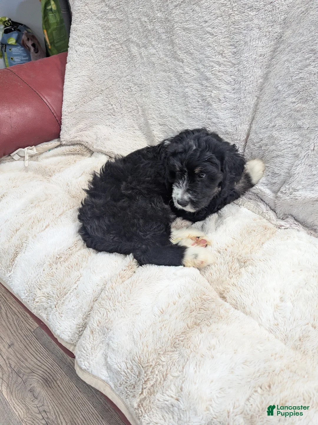 Mixed Breed dogs for sale: Lina - Ad 3