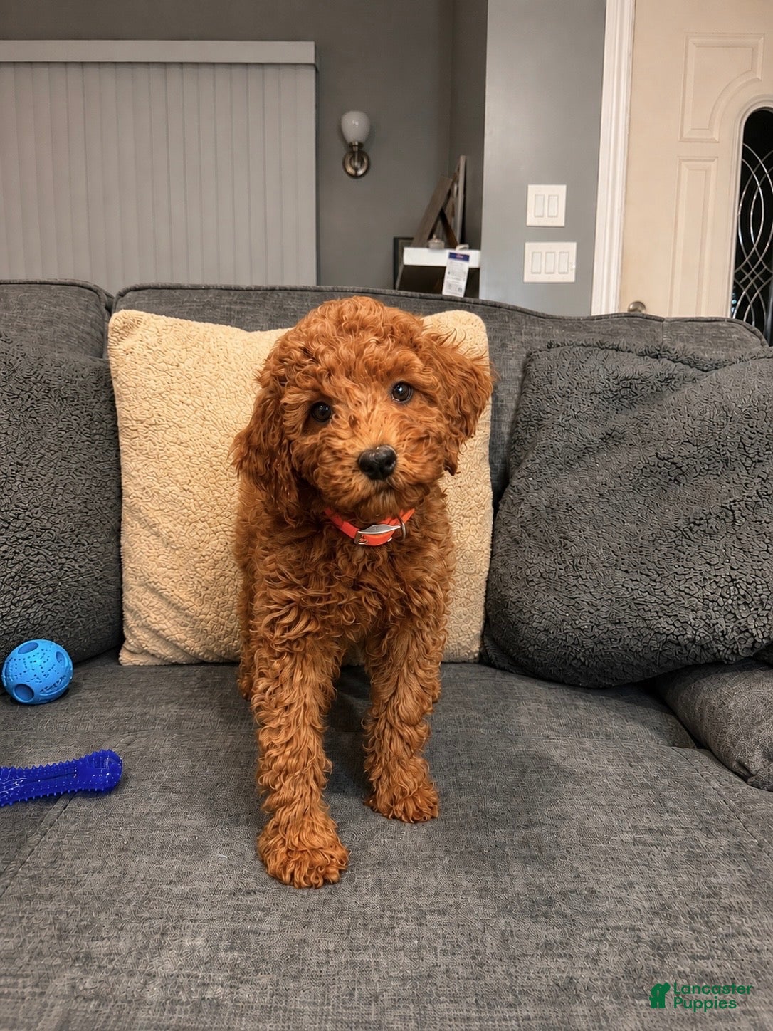 Mini Goldendoodle dogs for sale: Mocha - Ad 2