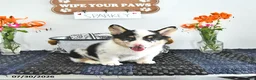 Welsh Corgi Pembroke dogs for sale: Sparkey   - Ad 3