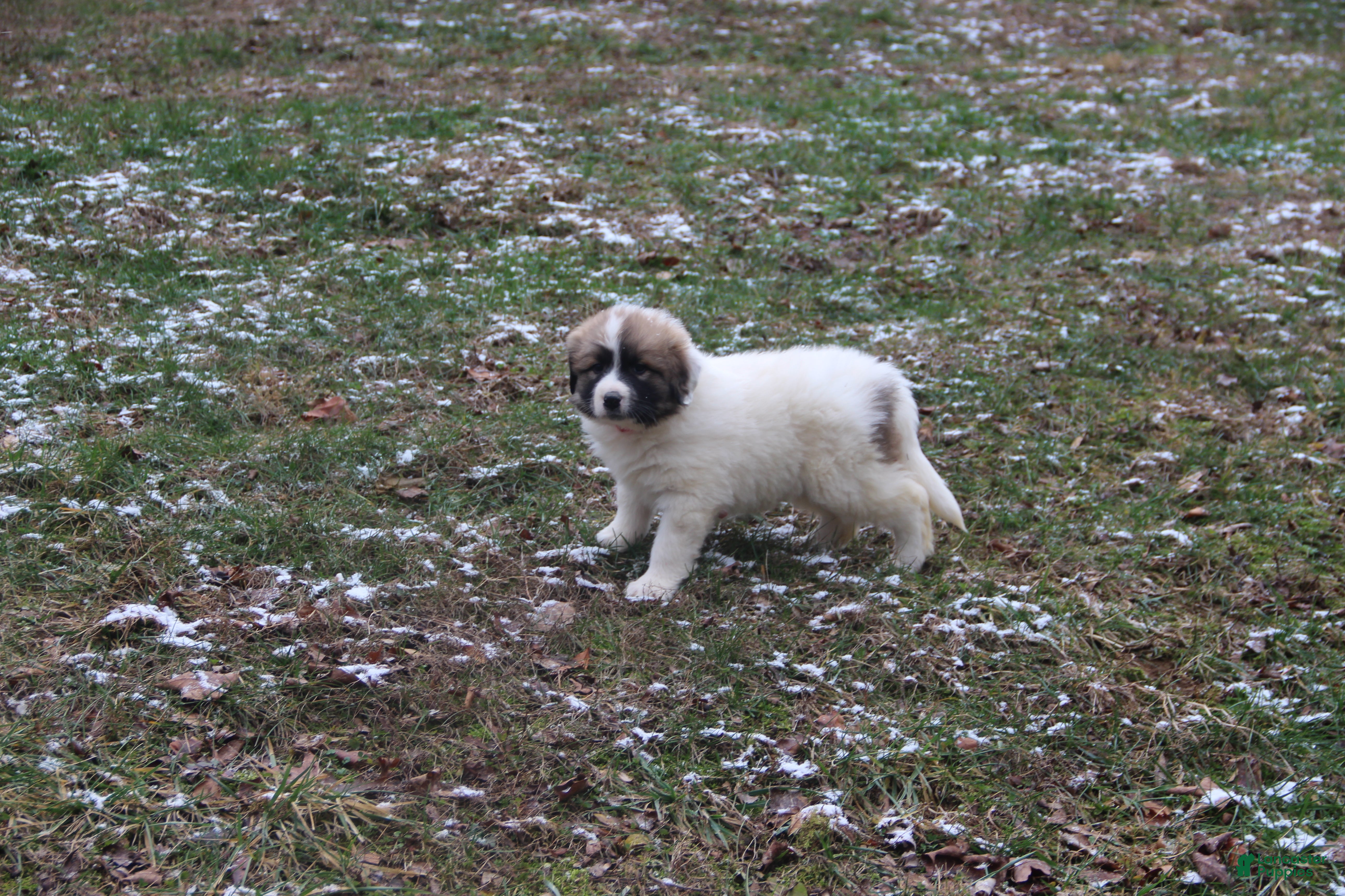 Mixed Breed dogs Zulu - Ad 22