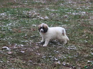 Mixed Breed dogs Zulu - Ad 21