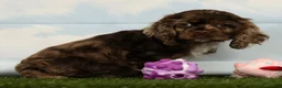 Cocker Spaniel dogs for sale: Hailey - Ad 5