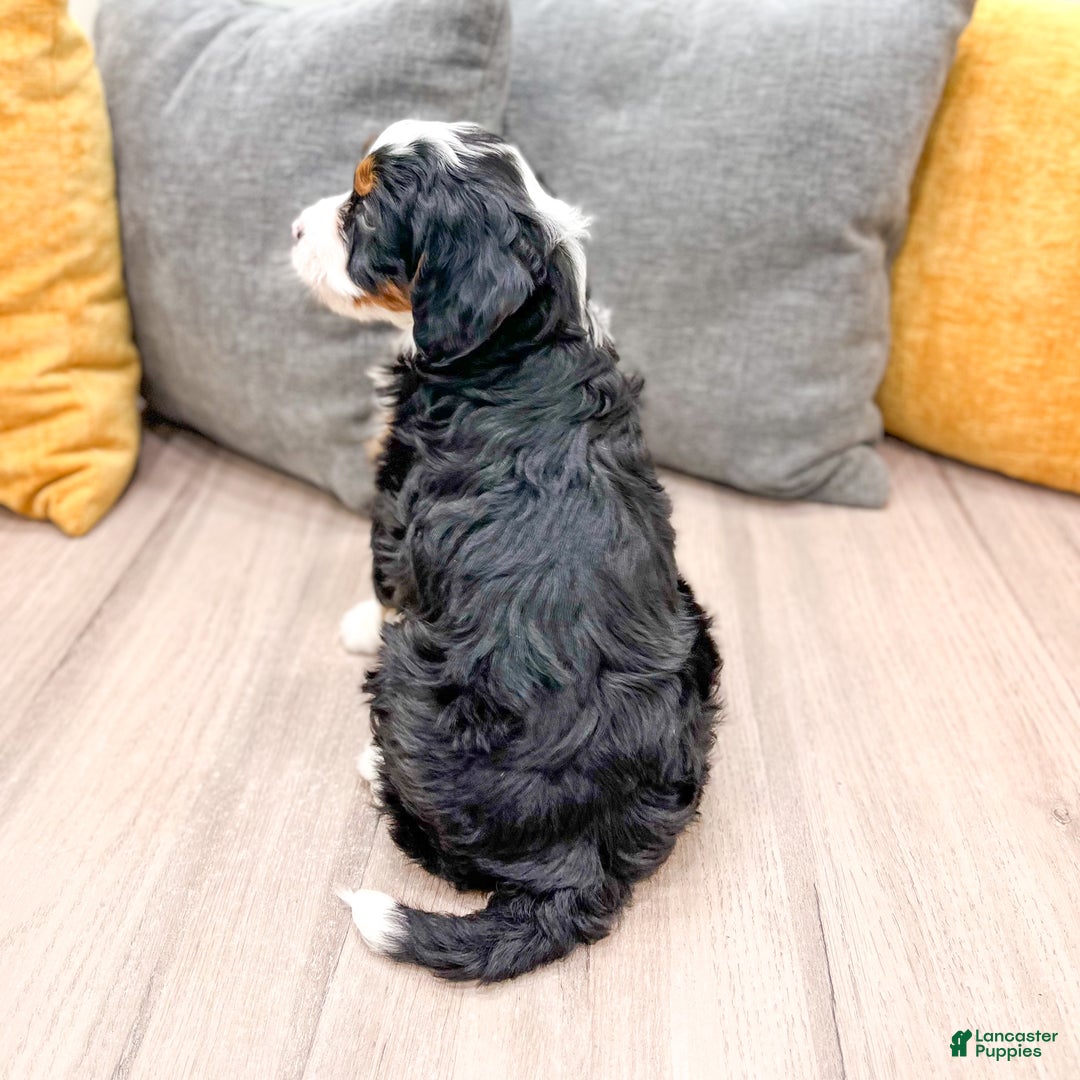 Mini Bernedoodle dogs for sale: Grace - Ad 5