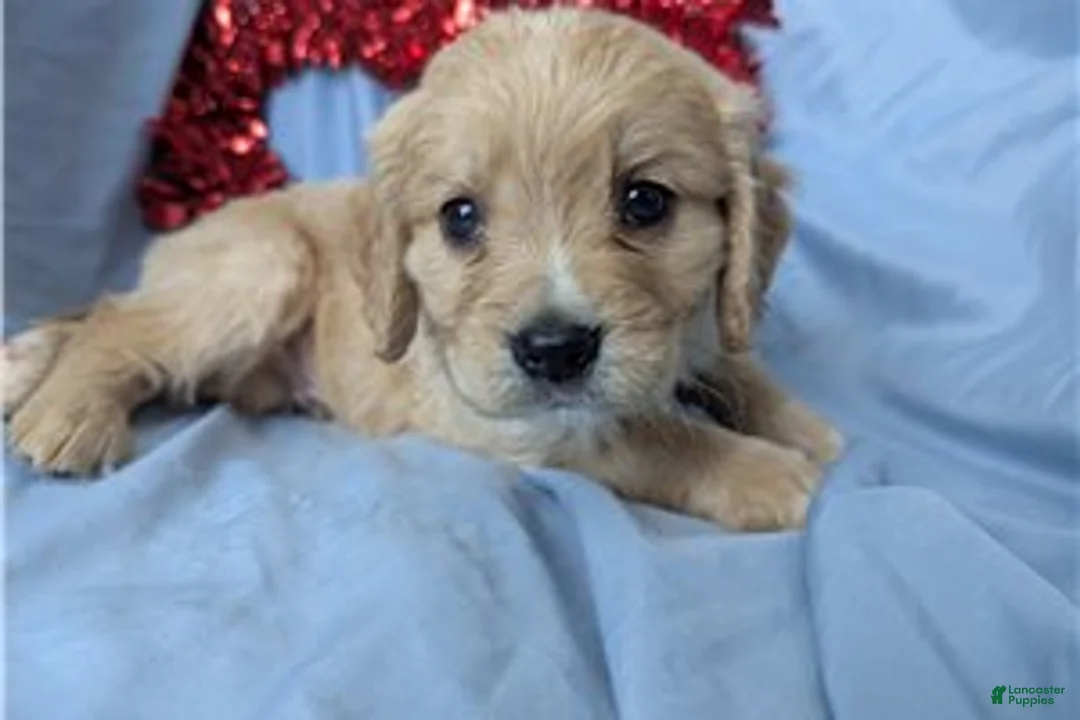 Mixed Breed dogs for sale: Deputy - Ad 8