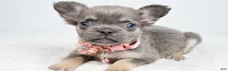 French Bulldog dogs for sale: Zuna  - Ad 4
