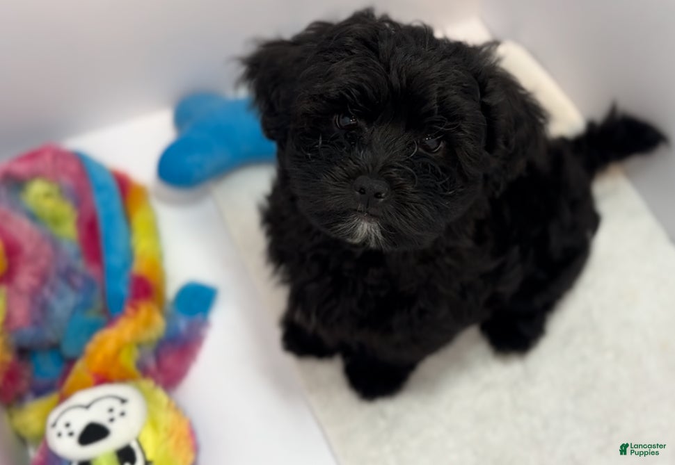 Mixed Breed dogs Duke - Ad 1