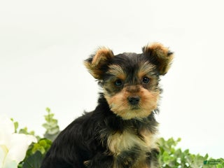 Yorkshire Terrier dogs - Ad 41
