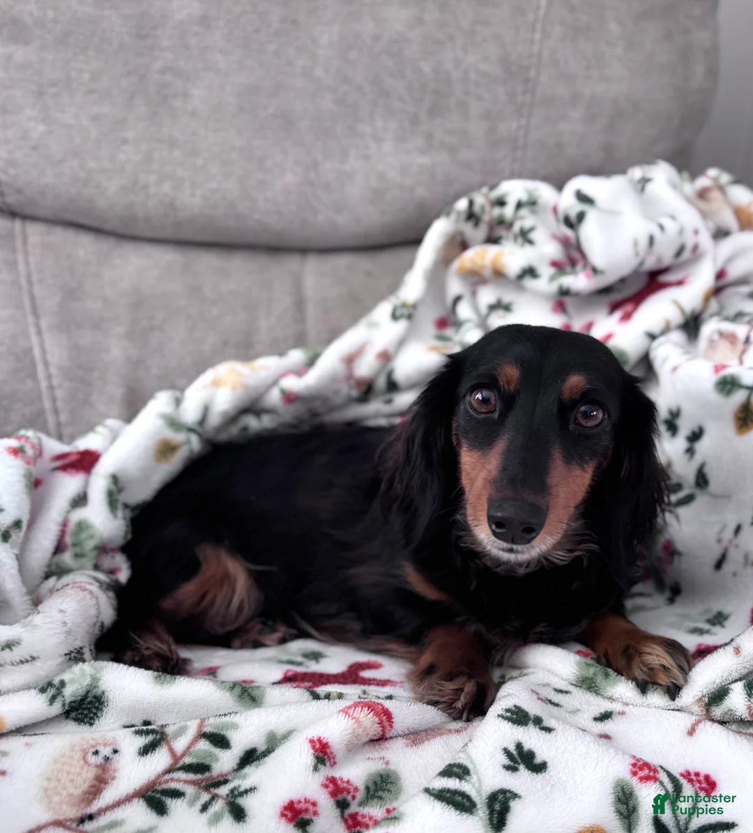 Miniature Dachshund dogs for sale: Miette - Ad 8