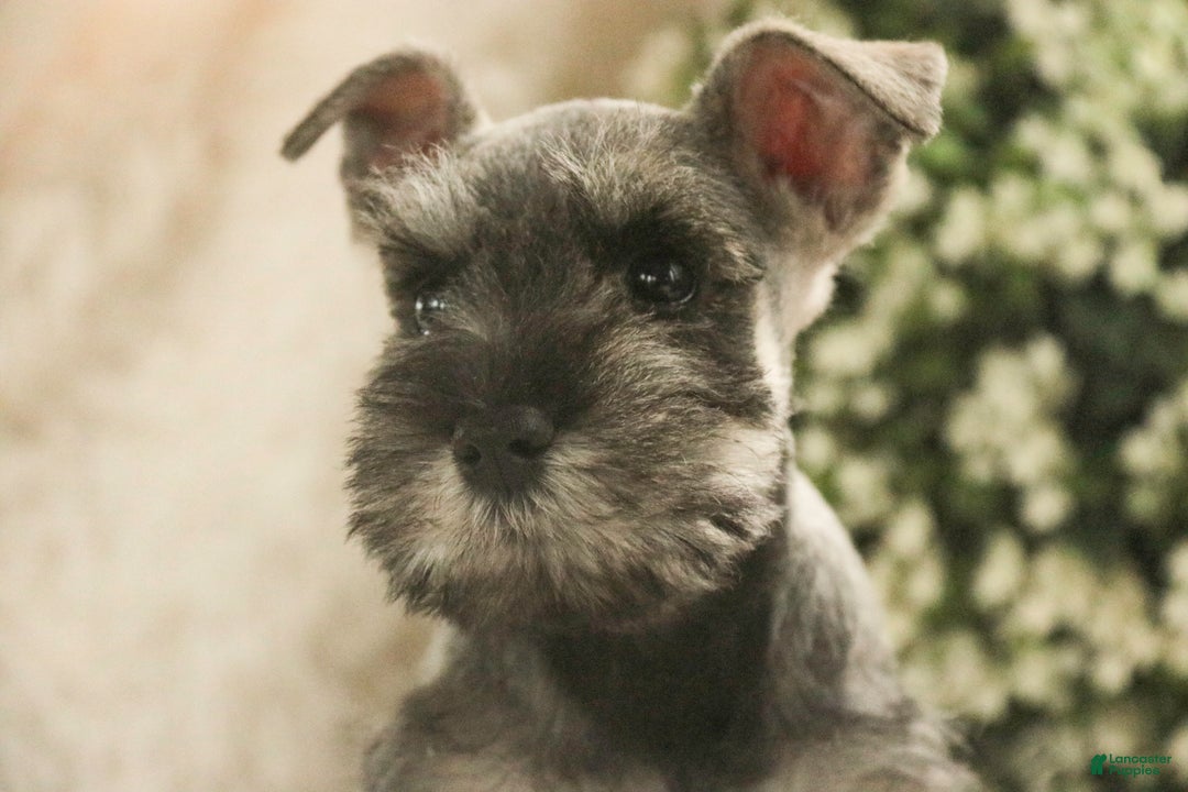 Miniature Schnauzer dogs for sale: Mario - Ad 6