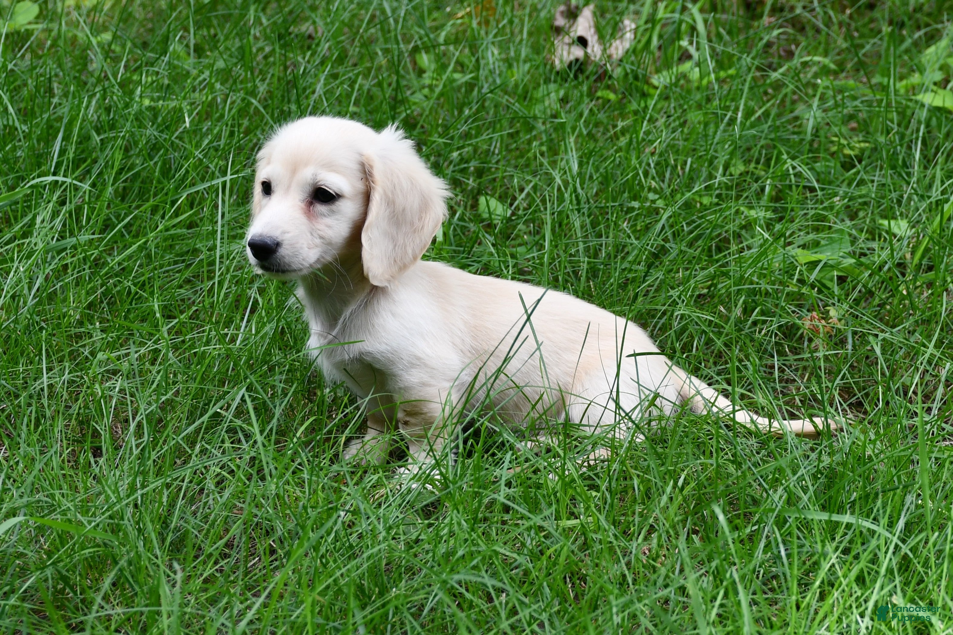 Miniature Dachshund dogs Finn - Ad 1
