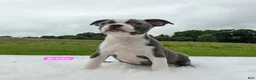Boston Terrier dogs for sale: Brielle  - Ad 3
