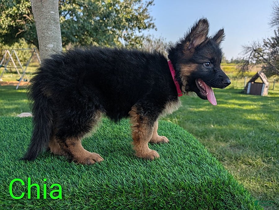 German Shepherd dogs Chia - Ad 2