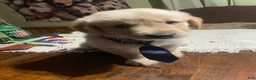Golden Retriever dogs for sale: Golden Retriever 3 - Ad 17