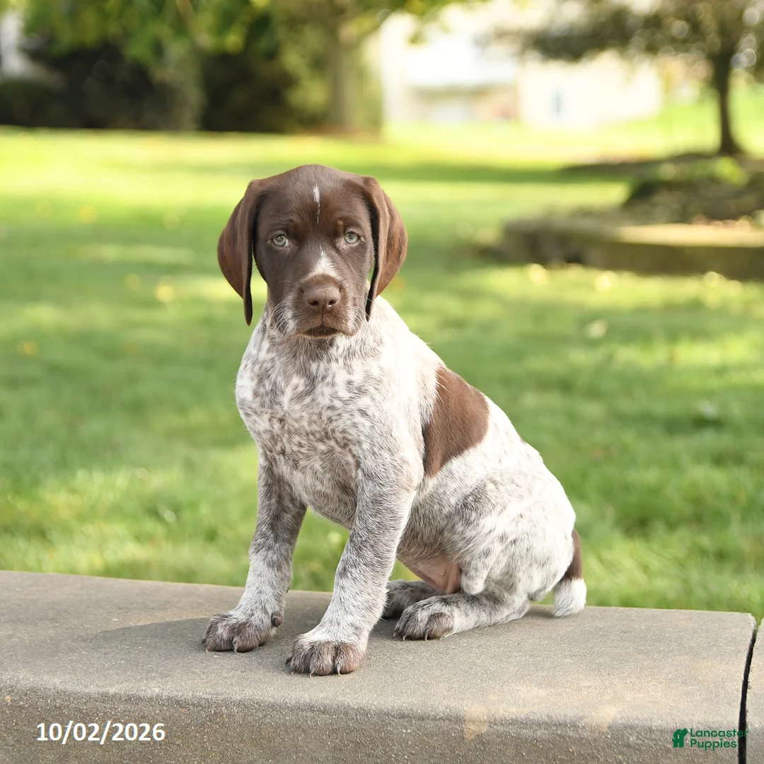 German Shorthaired Pointer dogs for sale: Sugar - Ad 3