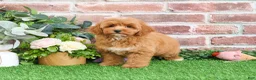 Mini Goldendoodle dogs for sale: Macaroni  - Ad 7